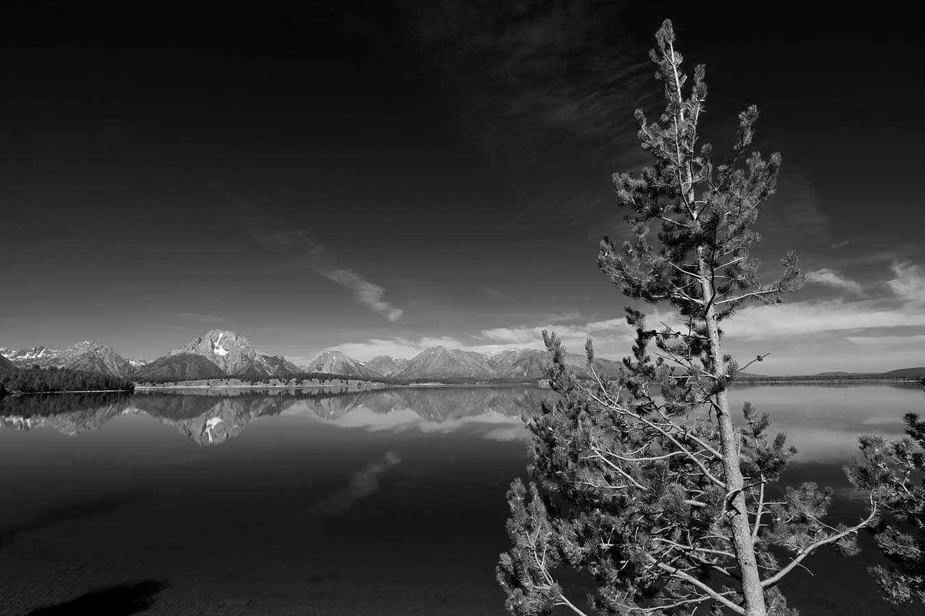 Black and white. Mount Moran and the surrounding Tetons are perfectly reflected in a reservoir, with a pine tree in the foreground.