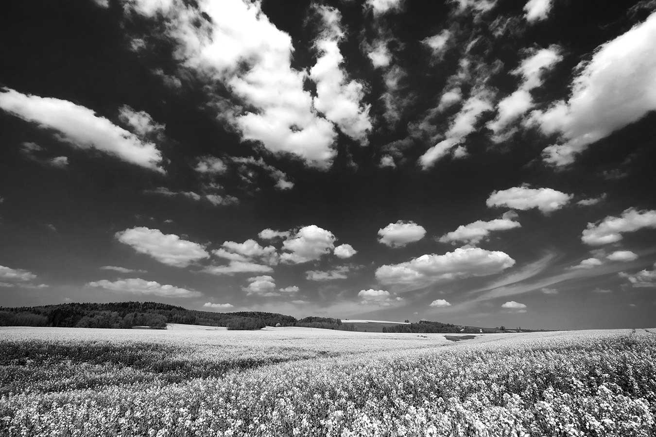 Black and white photo in rural Germany. A field of mustard flowers with trees in the distance, and light fluffy clouds in the sky.