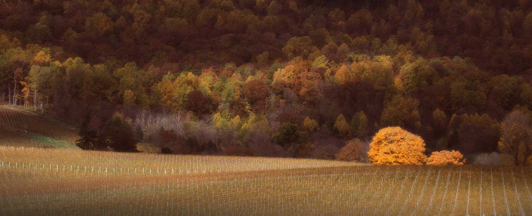 A barren autumn vineyard gridded with posts stretches to the horizon, above which a mountain full of fall foliage rises to fill the frame. A brilliant orange tree sits at the juncture between the field and mountain.