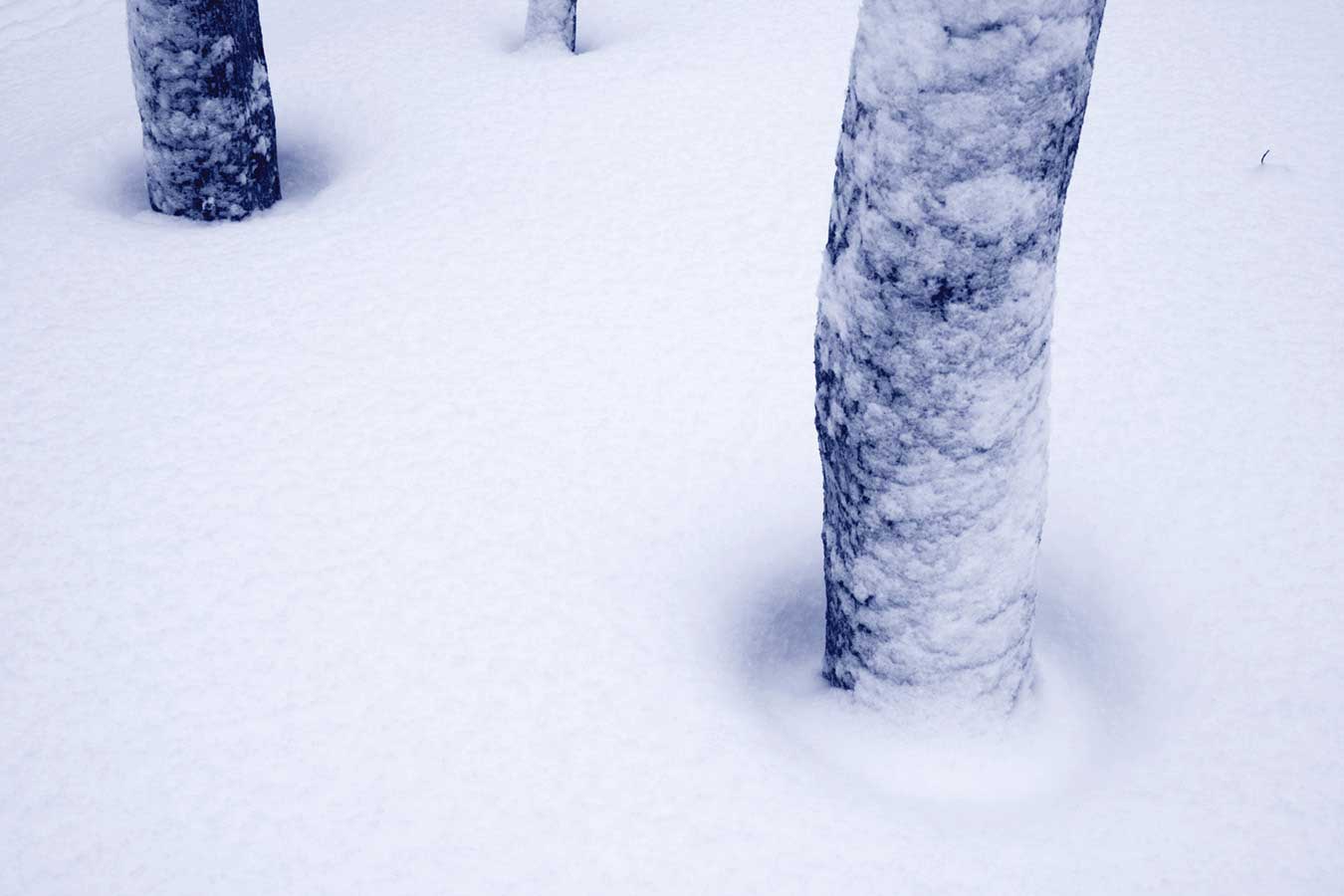 Perfectly uniform snow-covered ground, puncuated only by three snow-battered tree trunks of various sizes.